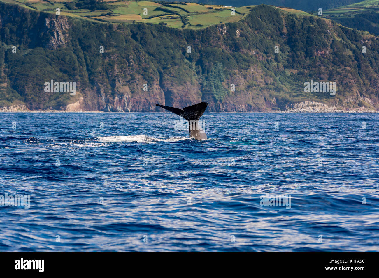 A Sperm Whale Tale near Sao Miguel Island, Azores, Portugal Stock Photo