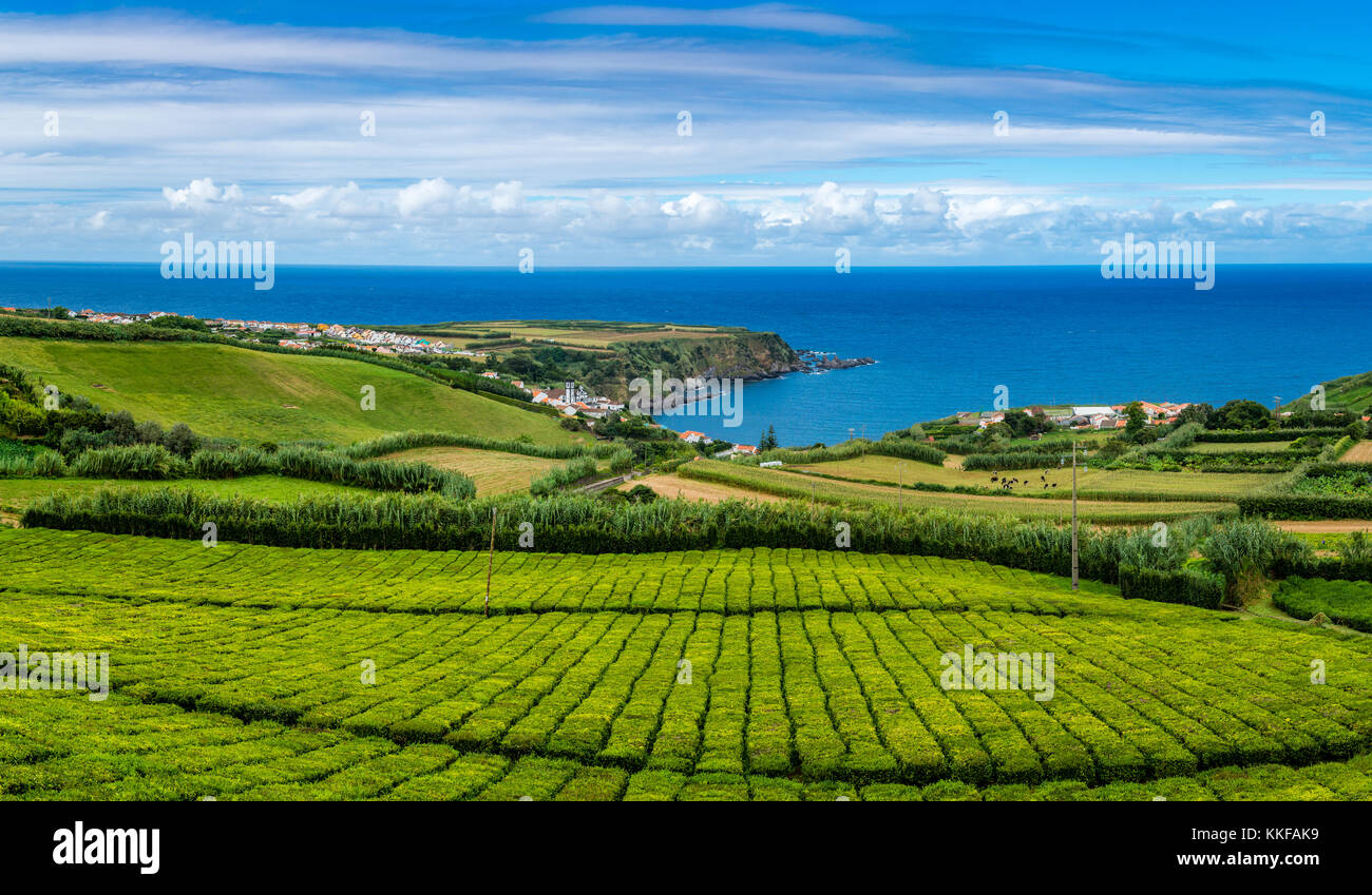 Tea Plantations in Porto Formoso. Beautiful amazing landscape of outstanding natural tea in Sao Miguel Island, Azores, Portugal Stock Photo