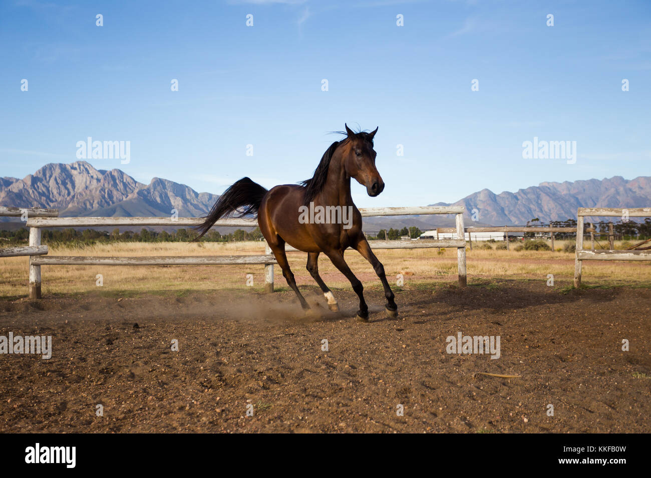 Close up of a thorough bred horse in a pen Stock Photo