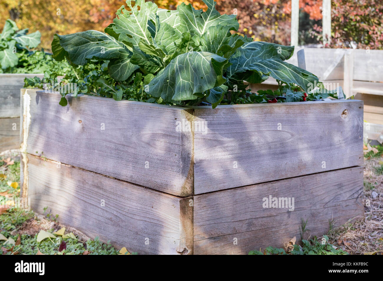Sustainable Green Home Vegetable Planter Boxes Stock Photo