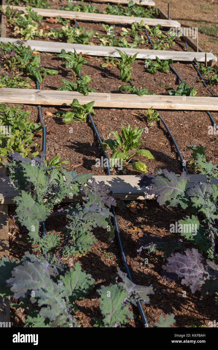 Sustainable Green Home Vegetable Planter Box with rows of vegetables