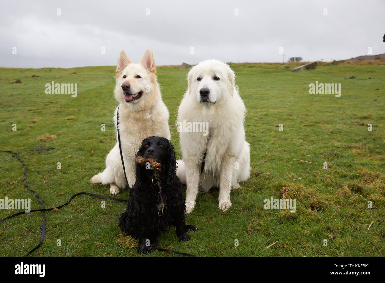 Dog three newfoundland black white hires stock photography and images Alamy