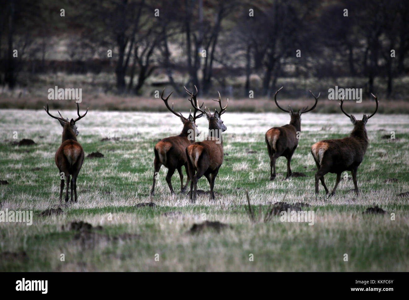 Red Deer in velvet, Glen Muick, Balmoral Estate, Cairngorms National Park, Aberdeenshire