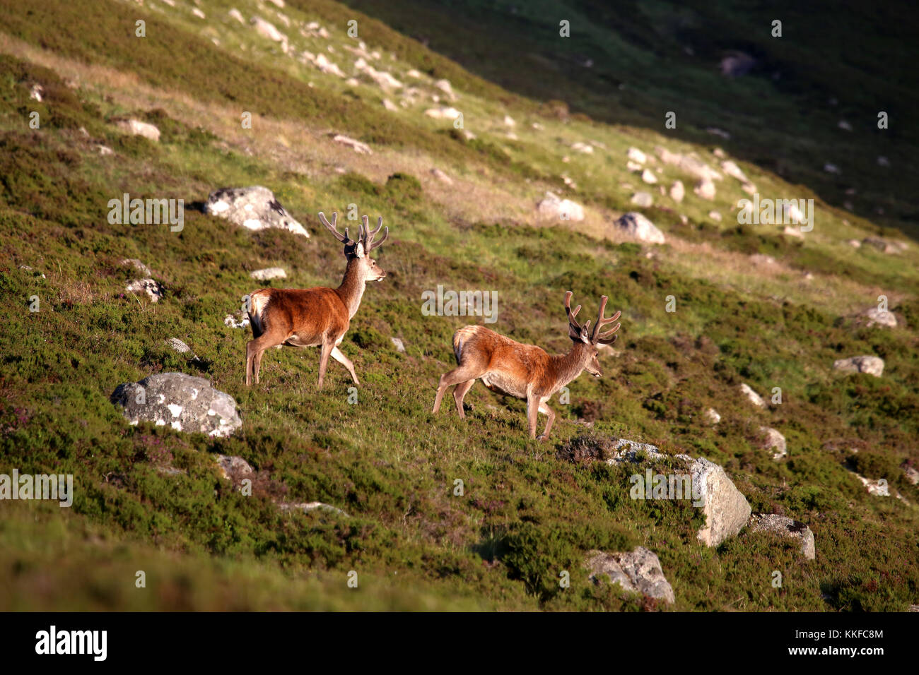 Red Deer in velvet, Glen Muick, Balmoral Estate, Cairngorms National Park, Aberdeenshire
