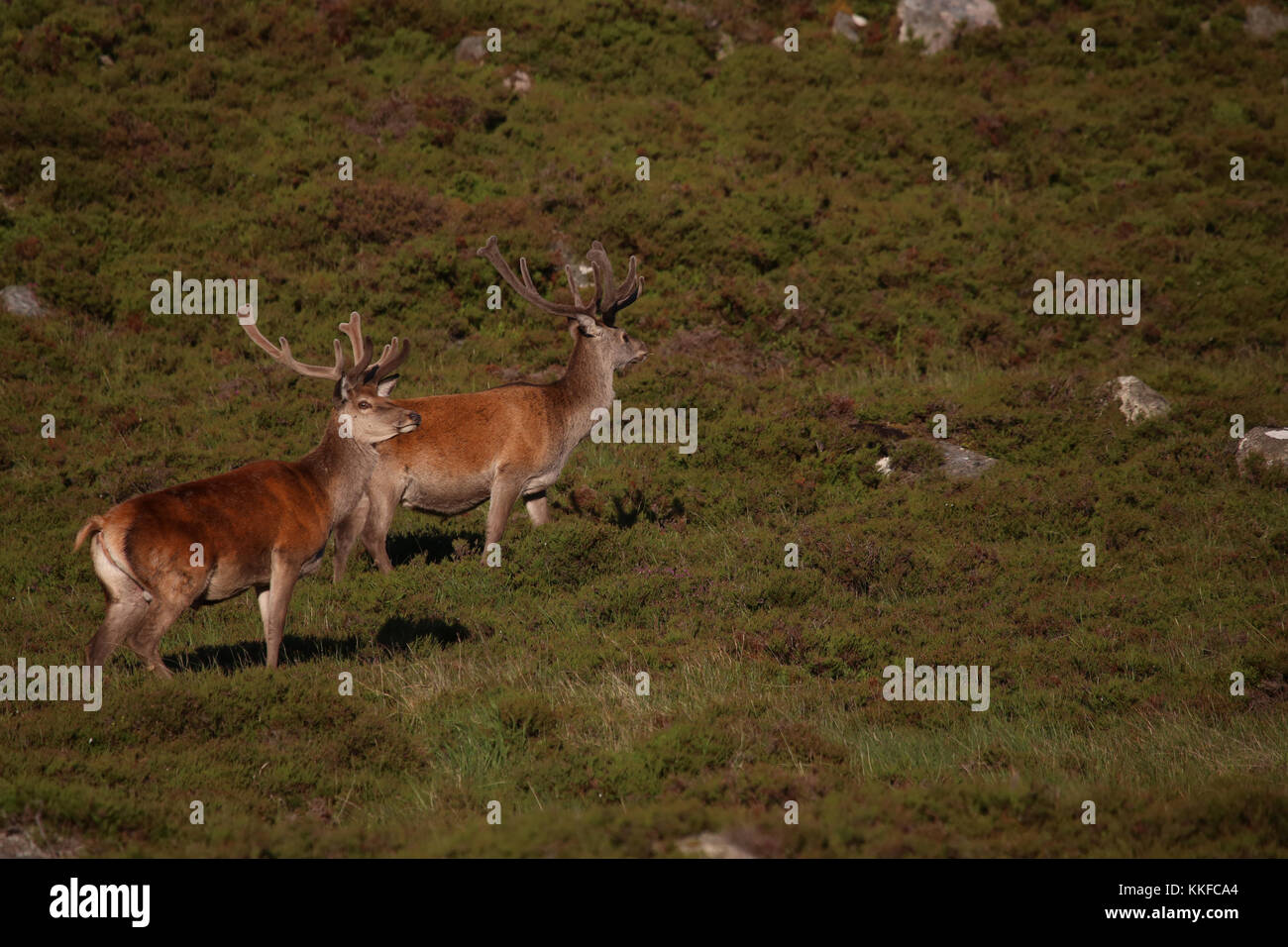 Red Deer in velvet, Glen Muick, Balmoral Estate, Cairngorms National
