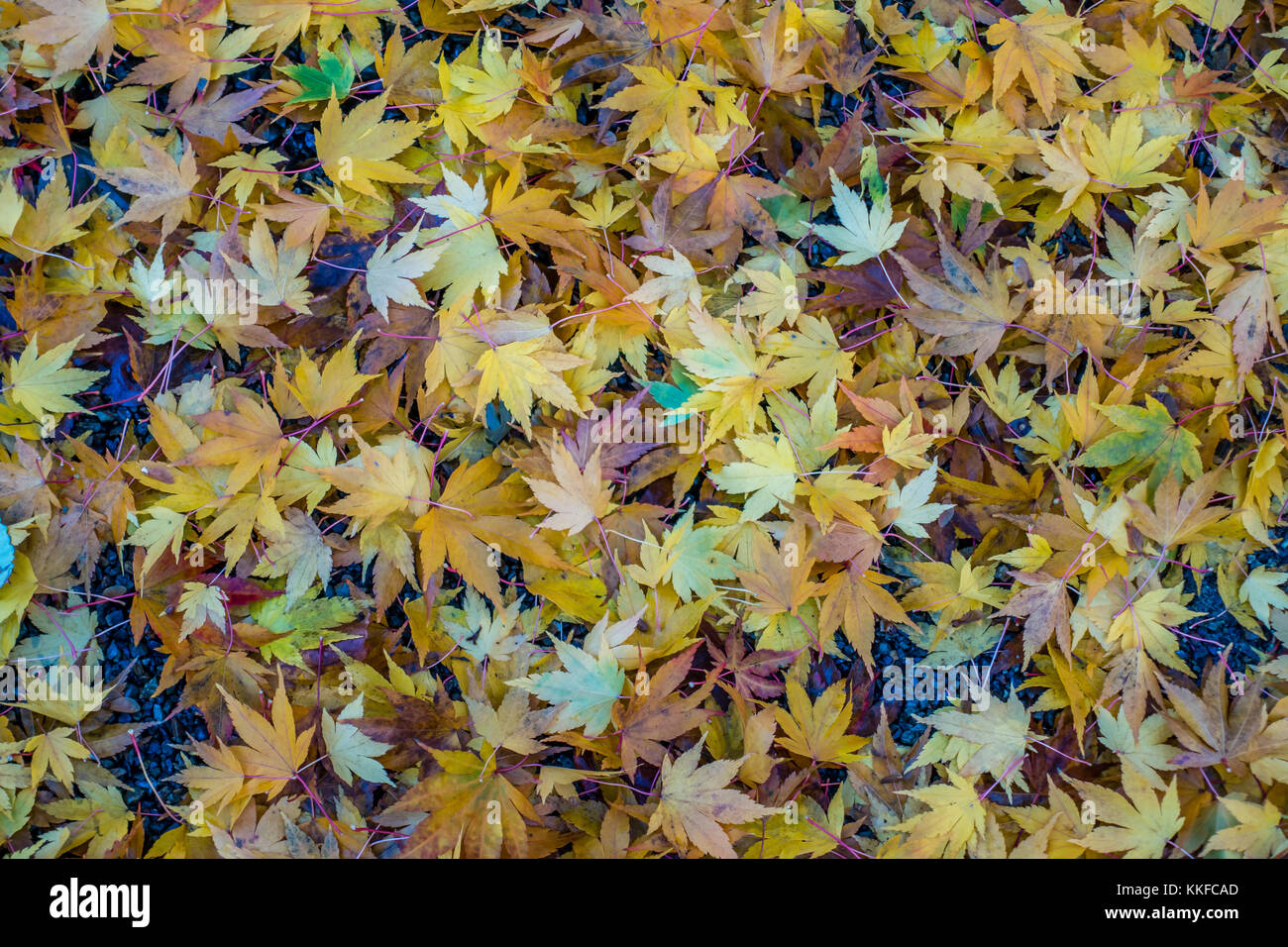 A background shot of yellow leaves on the ground Stock Photo - Alamy