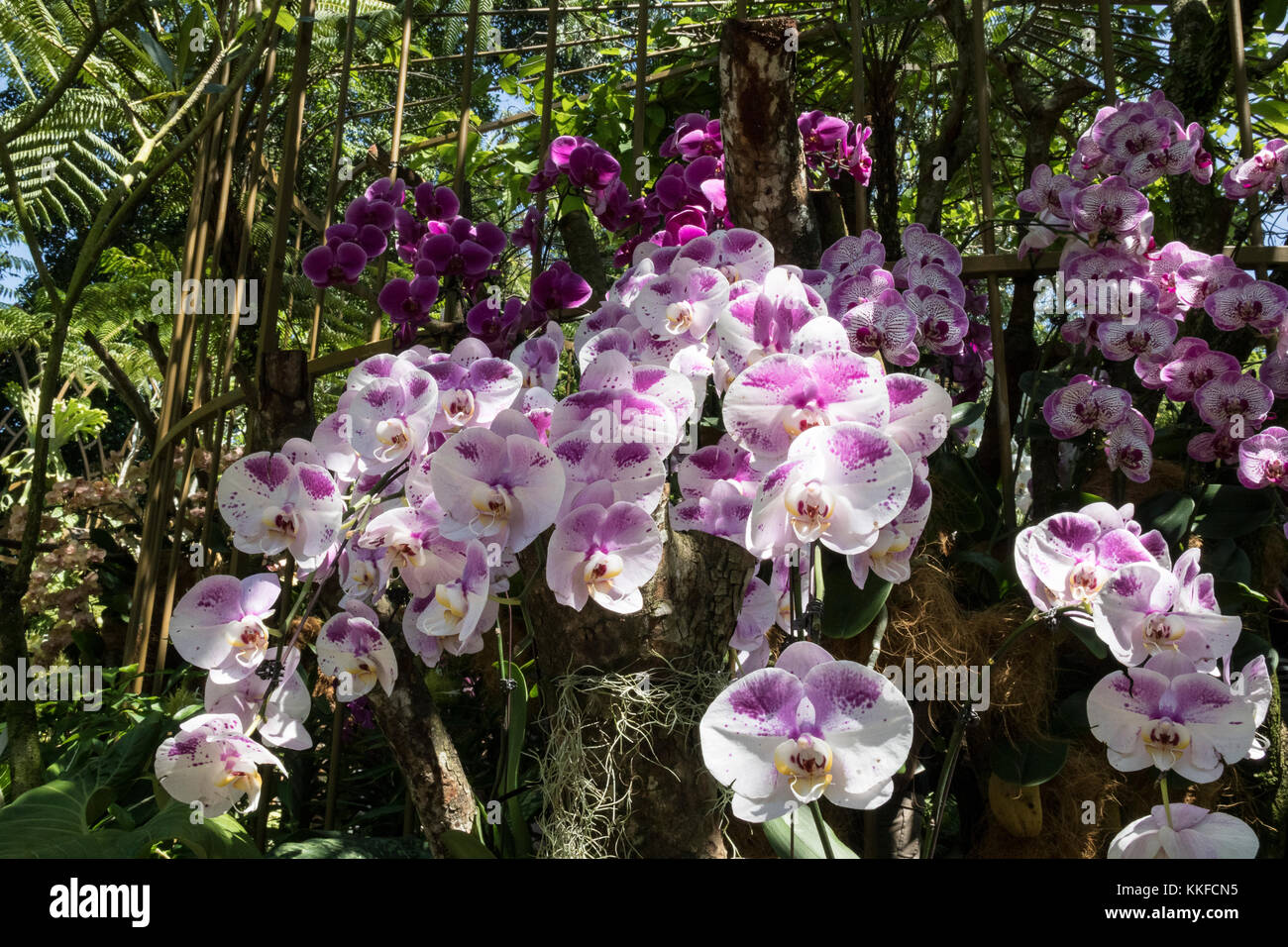 Orchids at the National Orchid Gardens in Singapore, a popular destination for tourists Stock
