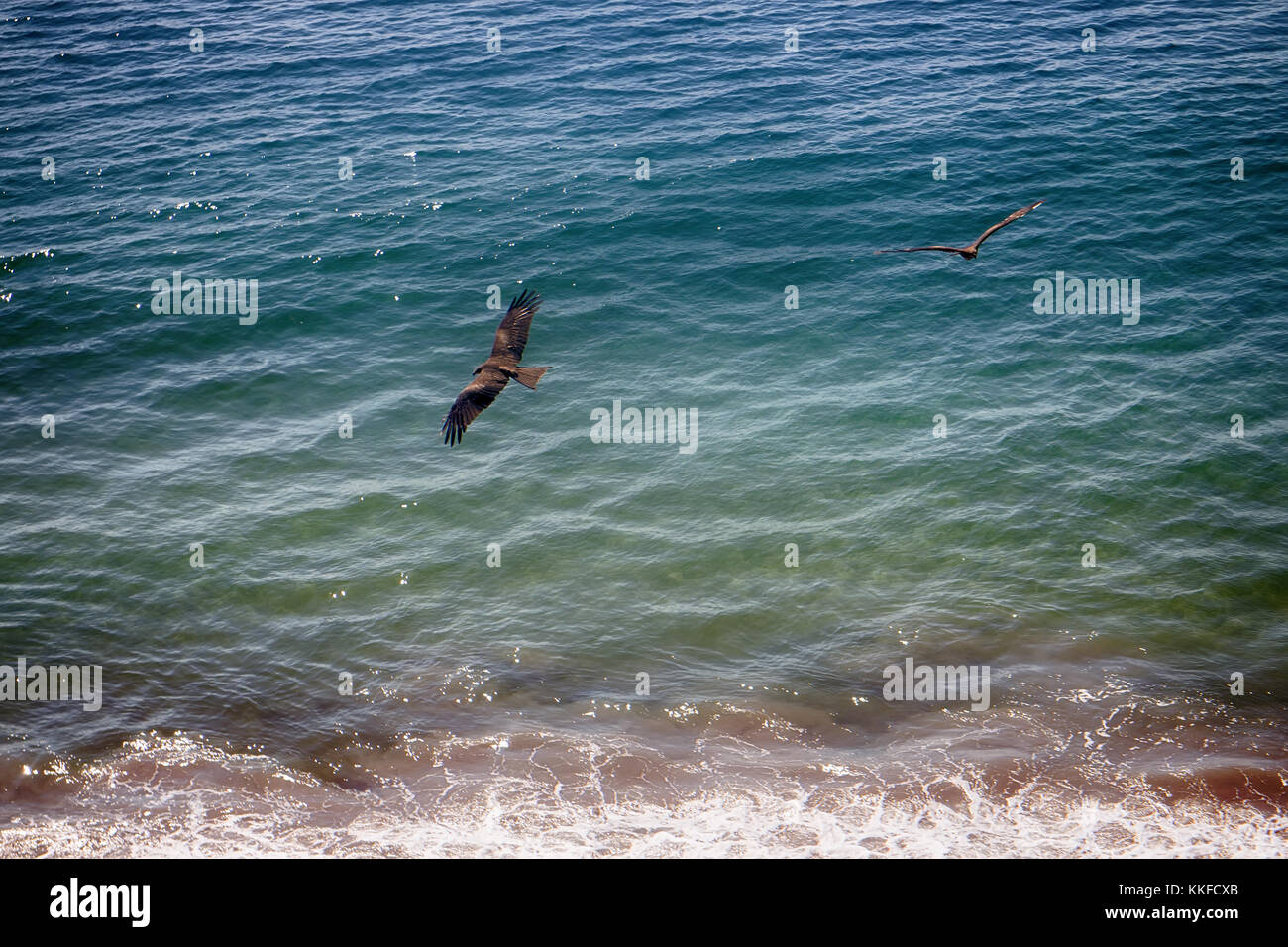 Typical birds of India in typical biotopes. Black Kites fly (Pariah