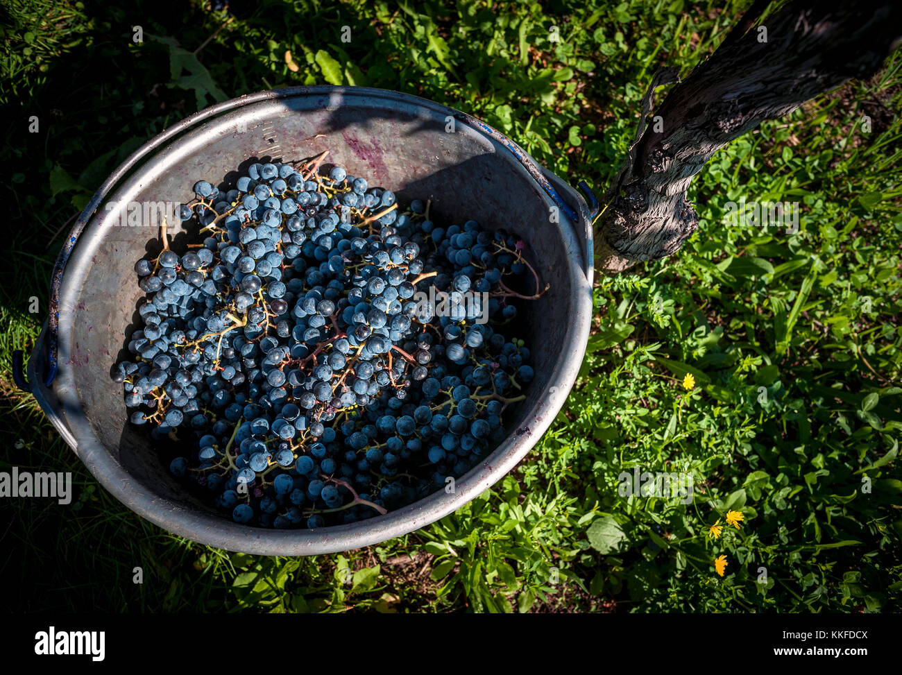 Bucket of grapes of red wine and the plant Stock Photo