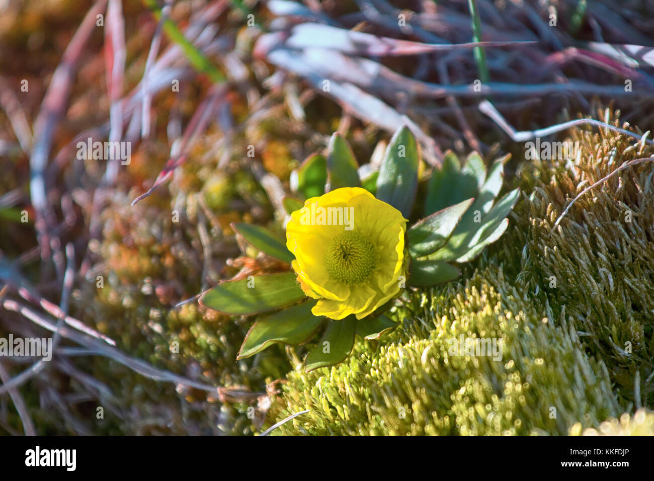 One of northernmost flower in world. Buttercup Sulphur-yellow ...