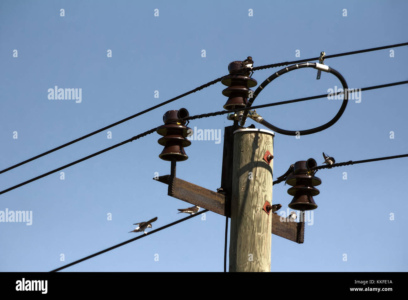 House Martins on wires. Transmission lines as habitats of birds