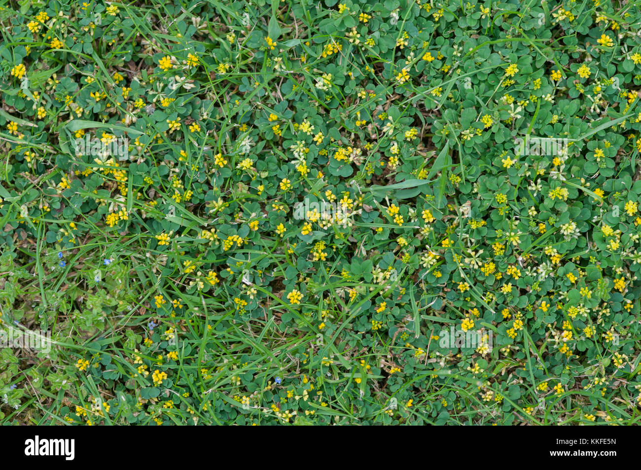 TRIFOLIUM DUBIUM Stock Photo Alamy