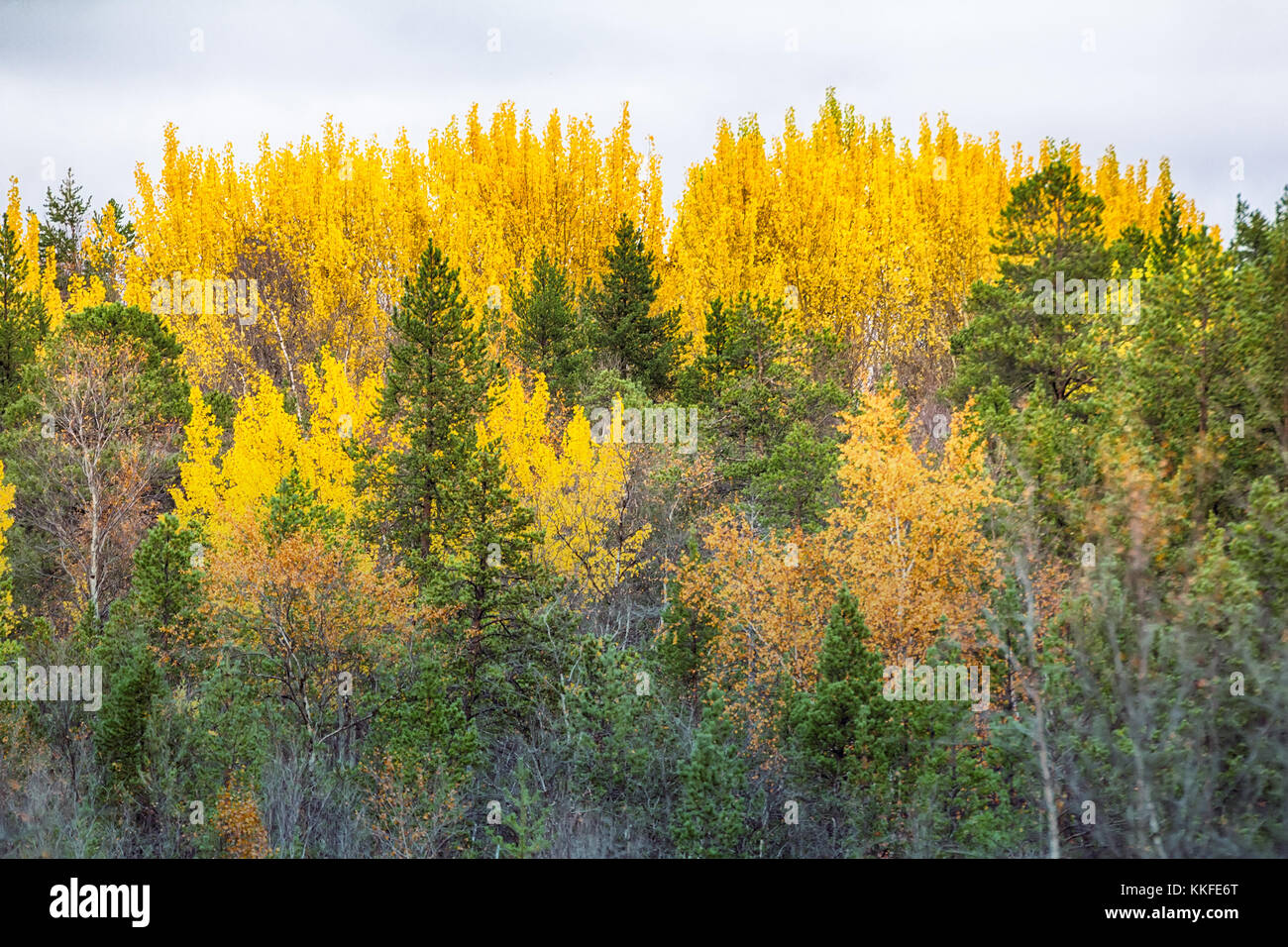 Mellow autumn. Golden autumn aspen. Sad beauty of autumn and Royal rich ...