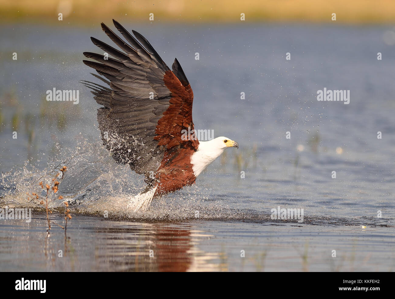 Wildlife on Chobe River, Botswana Stock Photo