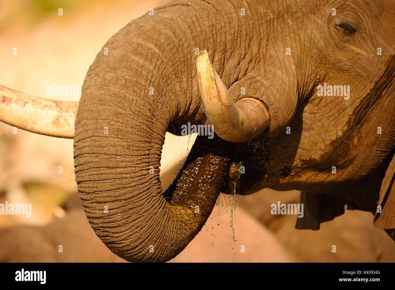 Wildlife on Chobe River, Botswana Stock Photo