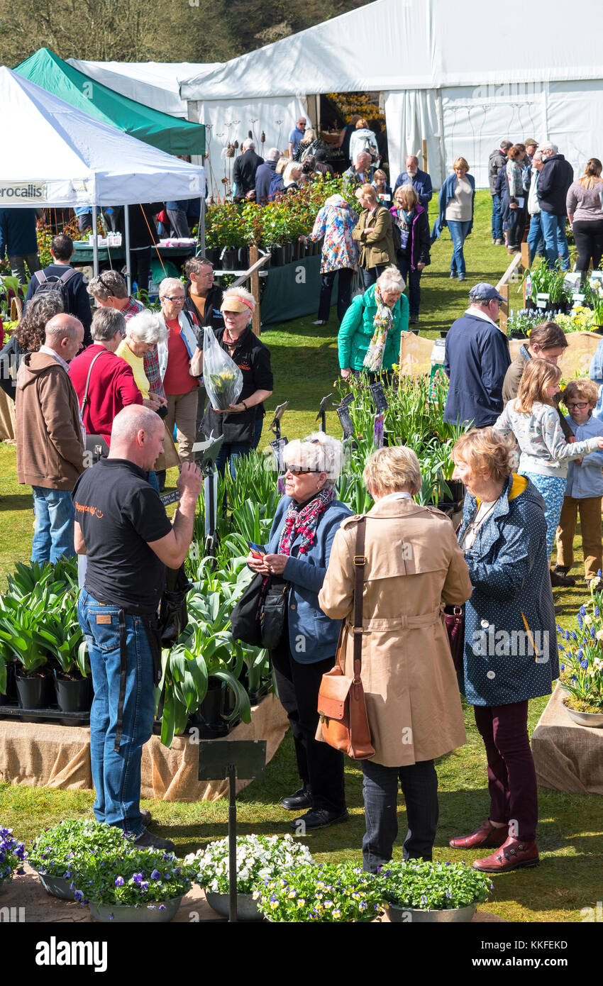cornwall spring flower show at boconnoc house in cornwall, england, uk. Stock Photo