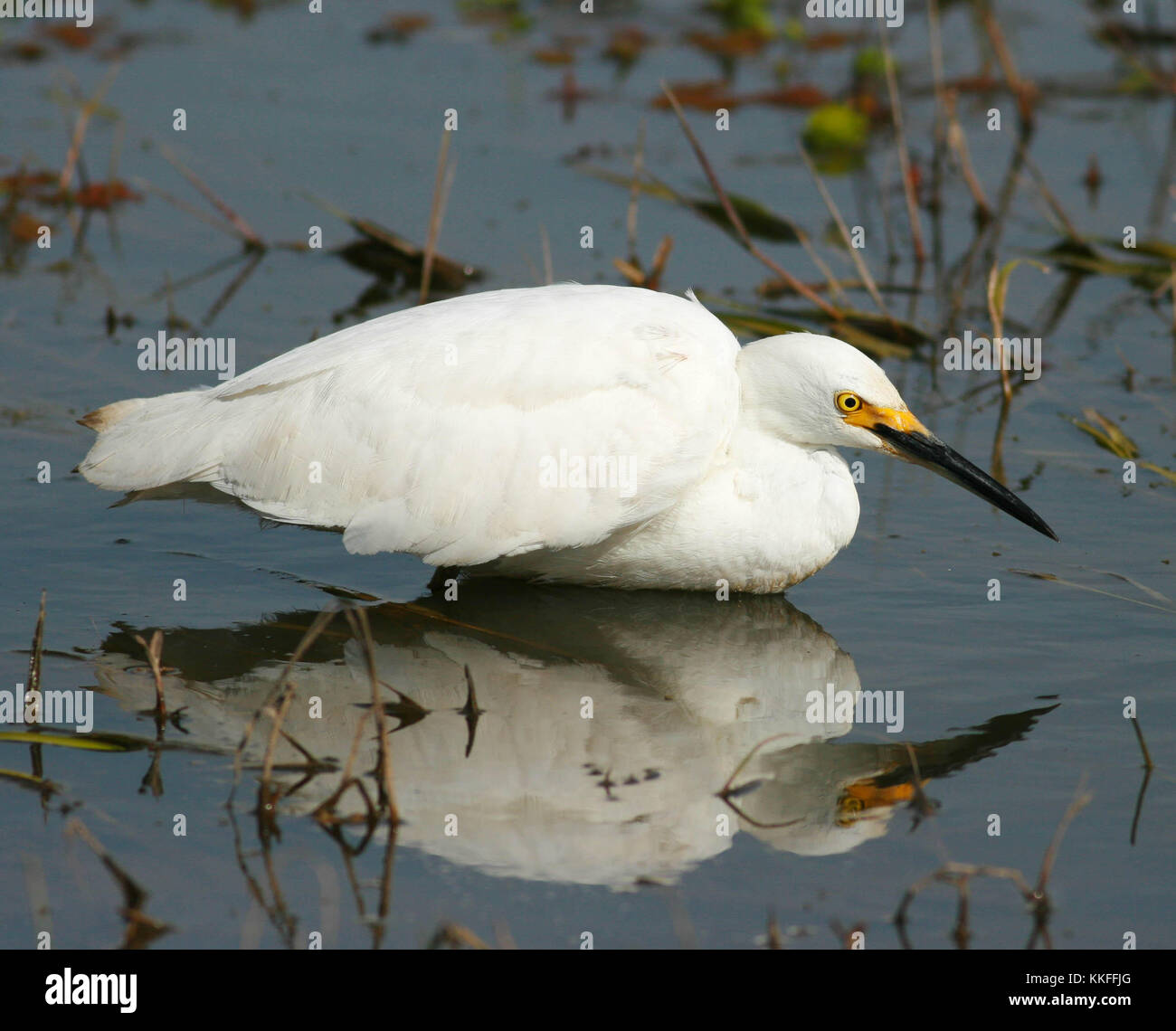 Snowy Egret. Ceibas, Argentina Stock Photo