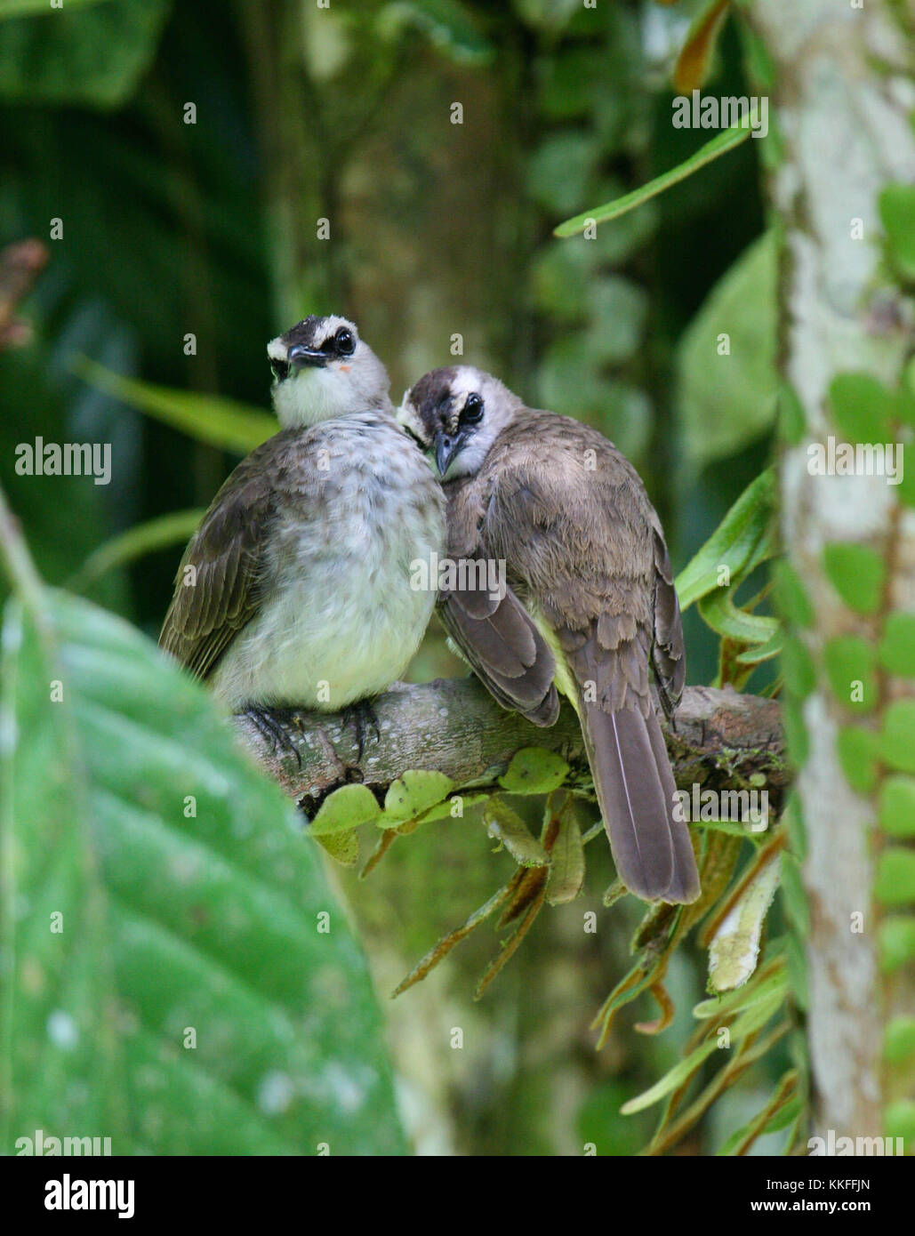 A pair of affectionate Plaintive Cuckoo in the Danum Valley, Sabah (Borneo), Malaysia Stock Photo