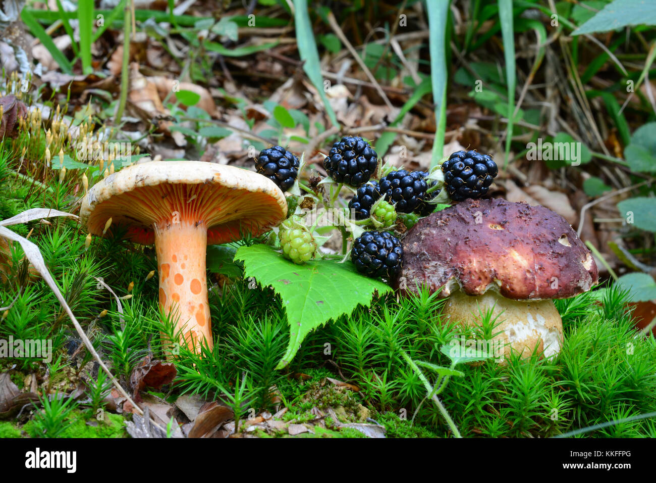 Saffron Milkcap or Lactarius deliciosus, Pine Bolete or Boletus pinophilus and wild, ripe blackberries in a moss Stock Photo
