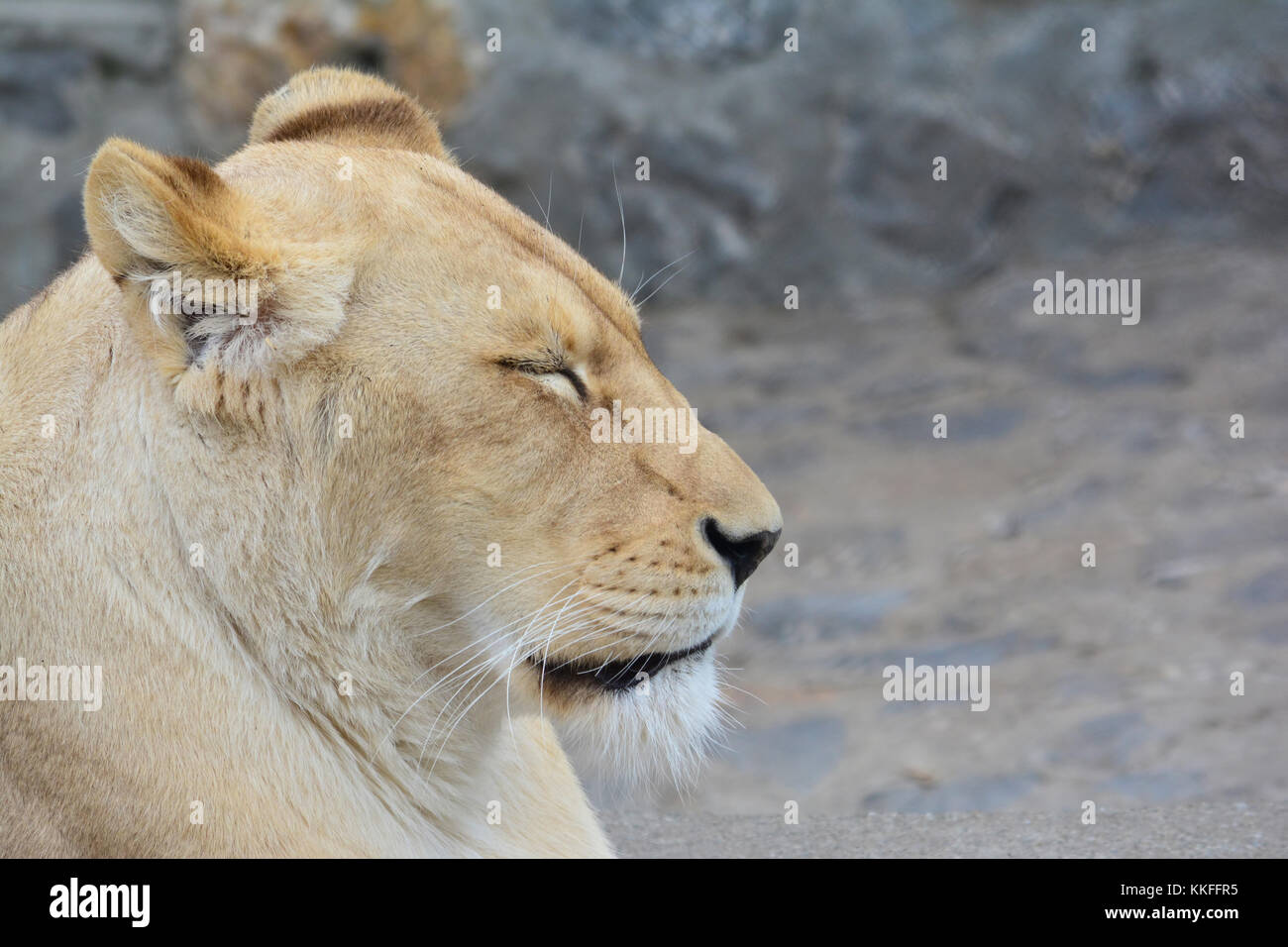Young, healthy lioness taking a nap after a hard hunting, portrait, profile, against blured gray background Stock Photo