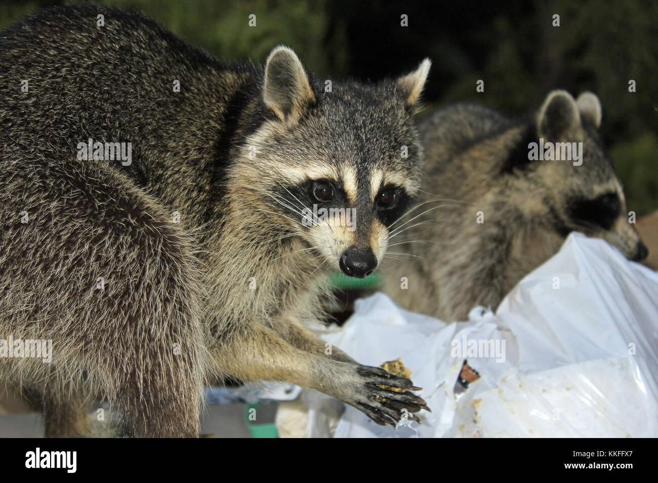 Raccoons raiding a garbage dumpster Stock Photo