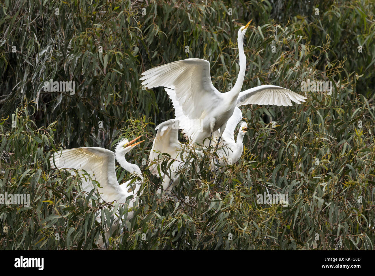 Great egrets competing for food in the Laguna de Santa Rosa, California Stock Photo