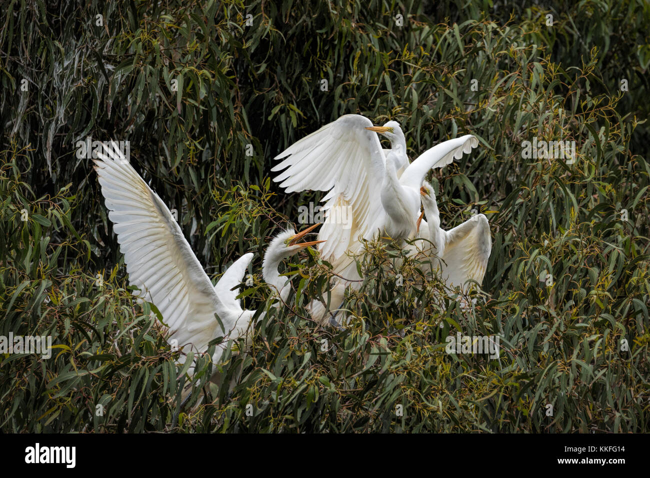 Great egrets competing for food in the Laguna de Santa Rosa, California Stock Photo