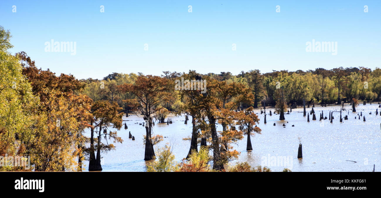 Cypress and Pine trees grow in and around the Atchafalaya River in