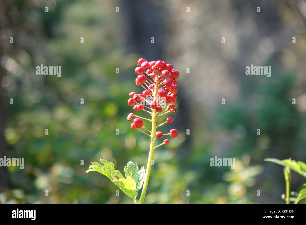Red Berries in August, Glacier National Park Stock Photo