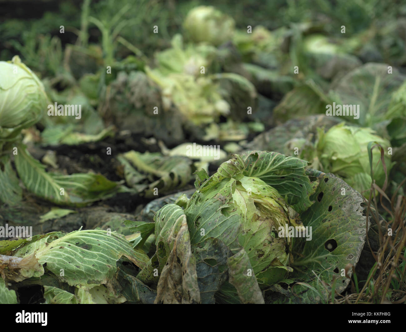 Spoiled cabbages caused by cold weather damage, outdoor closeup Stock