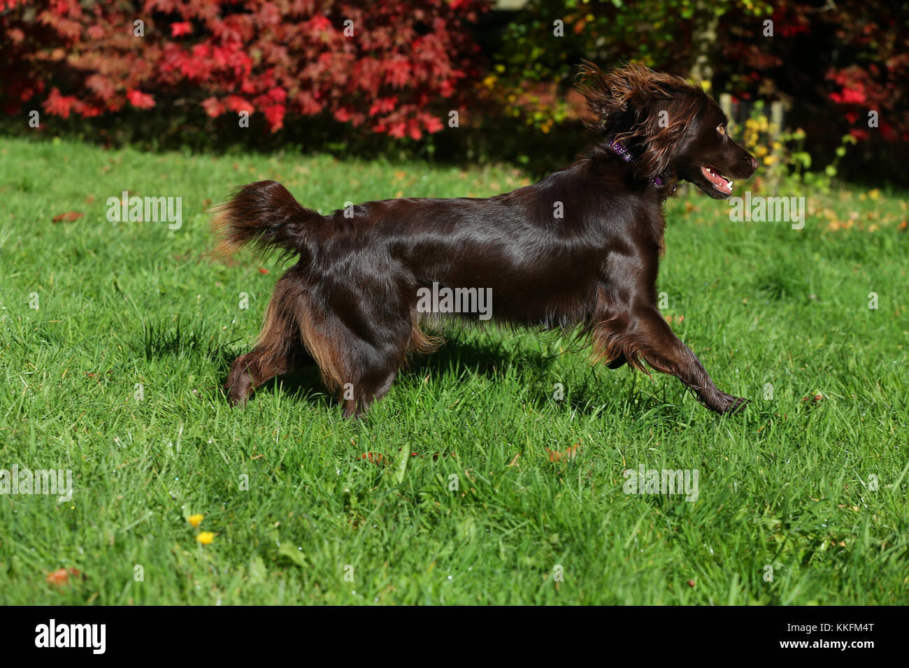 Spaniel Boykin Boykin Spaniel Running Stock Photo Alamy