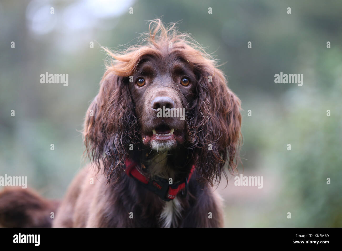 Are Field Spaniel Aggressive