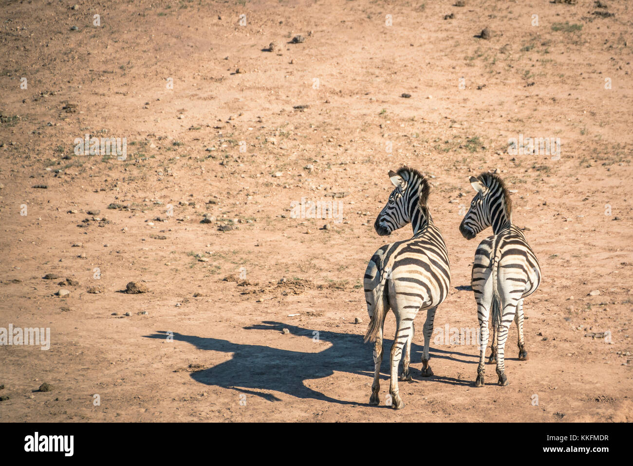 Zebras in Addo Elephant National Park, South Africa Stock Photo