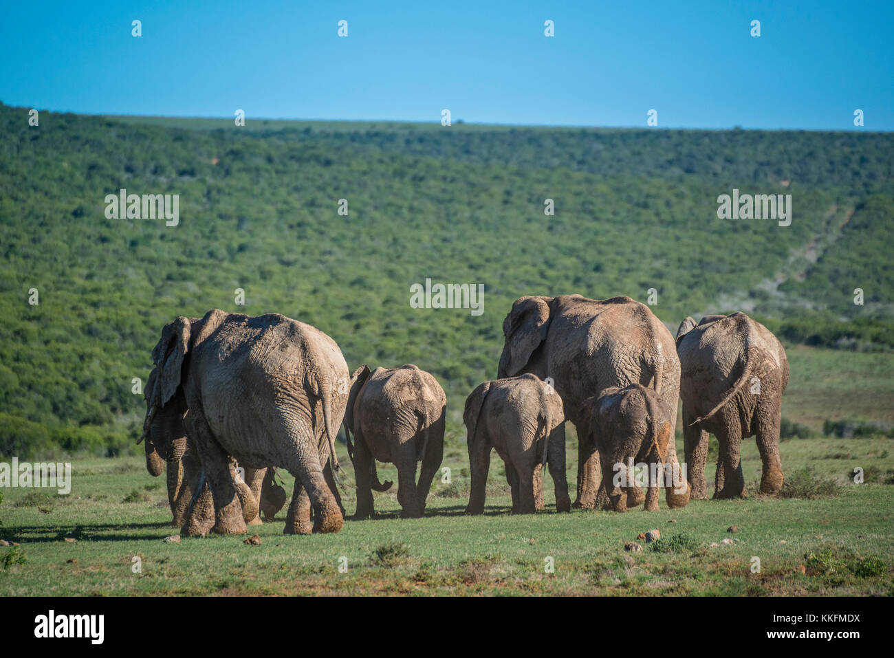 Elephants at Addo Elephant National Park, South Africa Stock Photo