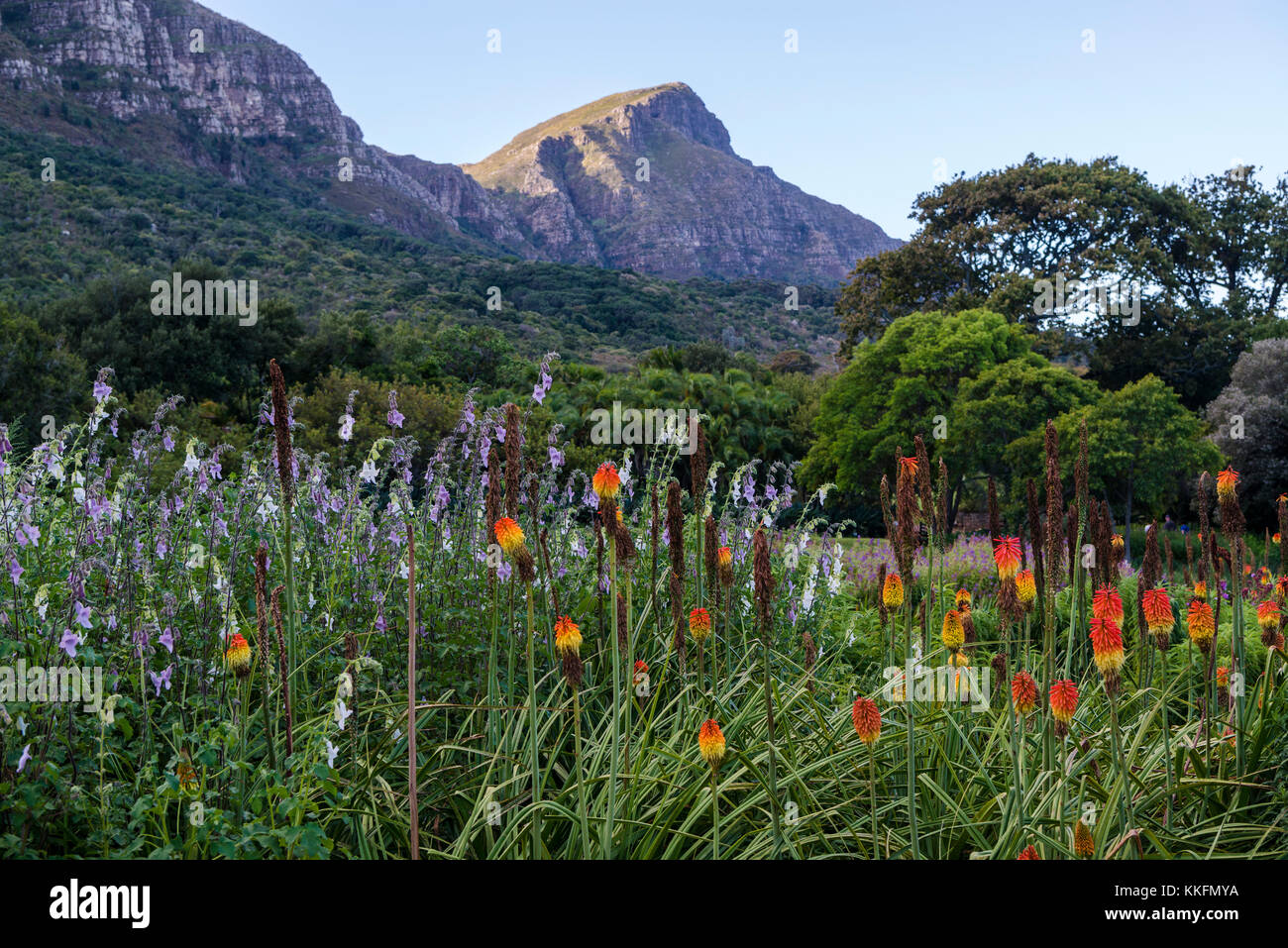 Botanical Garden Kirstenbosch, Cape Town, South Africa Stock Photo