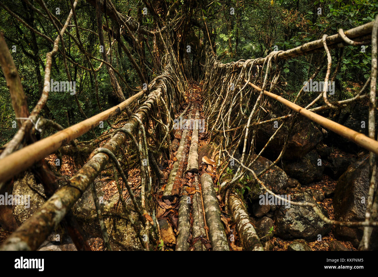 Living Root bridges, Nongriat, Meghalaya, India Stock Photo