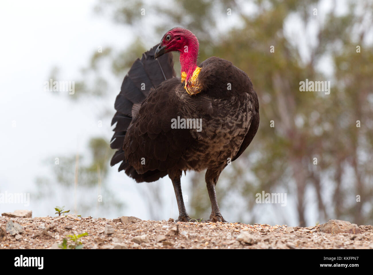 Australian brush Turkey male with wattle Stock Photo Alamy