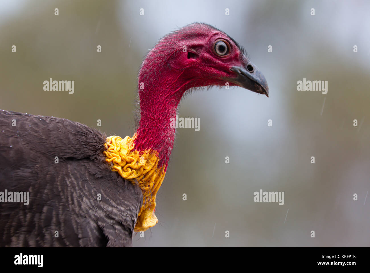 Australian brush Turkey male with wattle Stock Photo Alamy