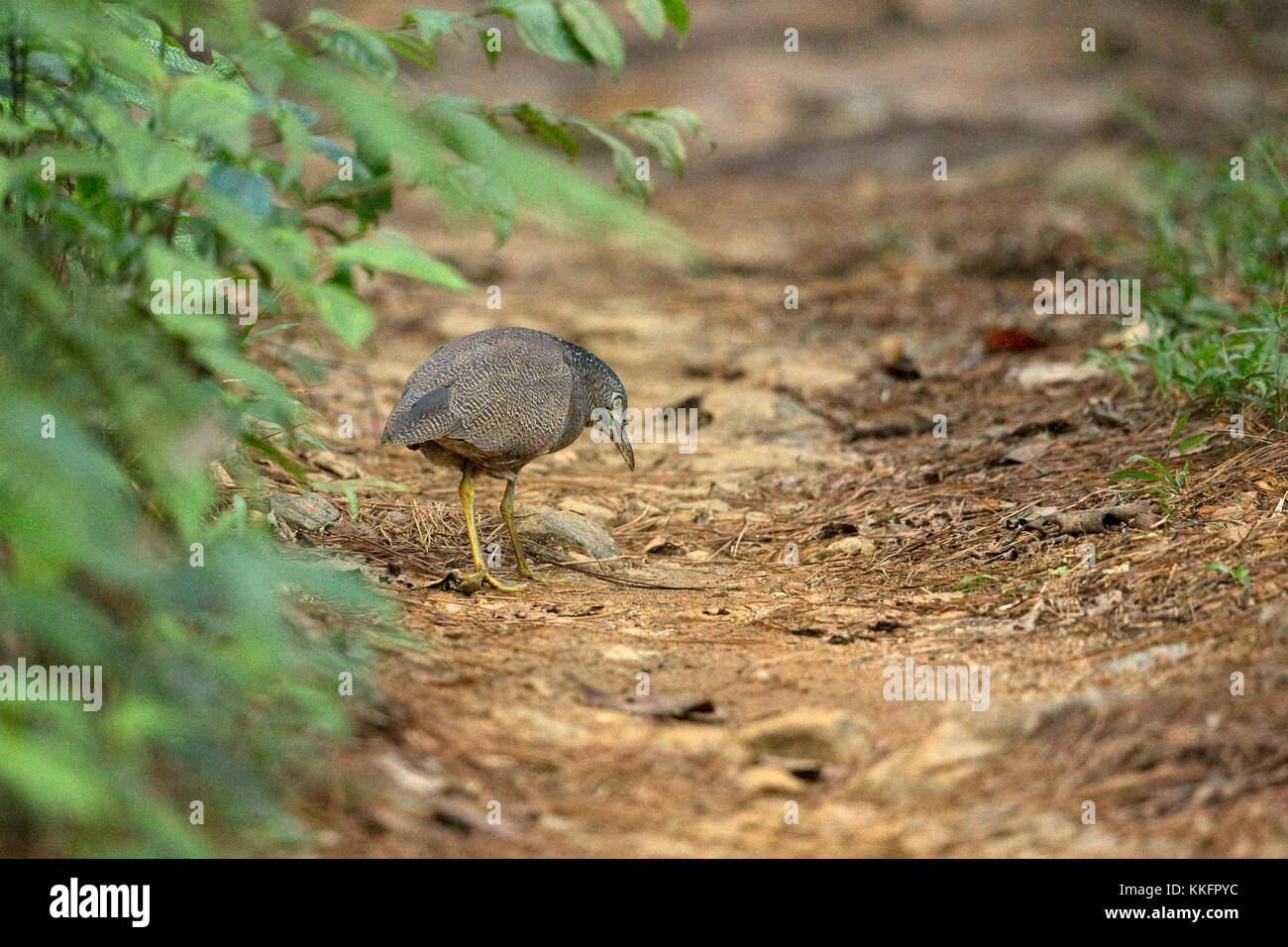 Malayan Night Heron (Gorsachius melanolophus Stock Photo Alamy