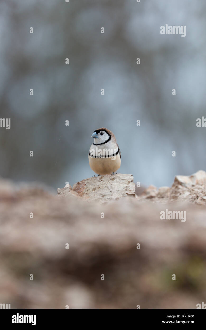 The double-barred finch (Taeniopygia bichenovii) is an estrildid finch found in dry savannah, tropical (lowland) dry grassland and shrubland habitats  Stock Photo