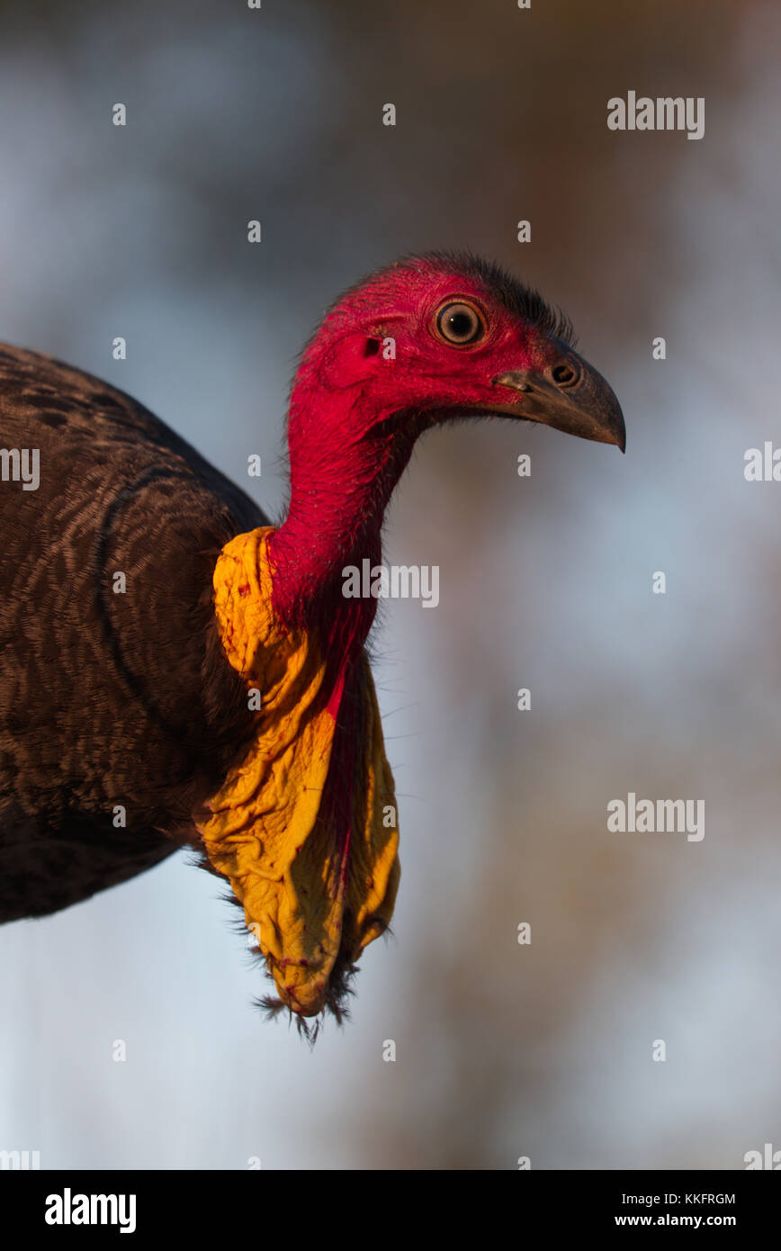 Australian brush Turkey male with wattle Stock Photo Alamy