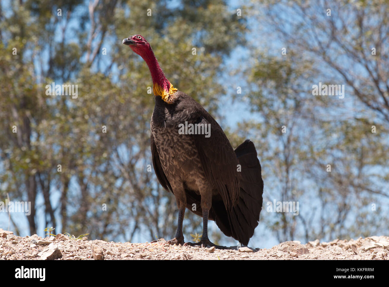 Australian brush Turkey male with wattle Stock Photo Alamy