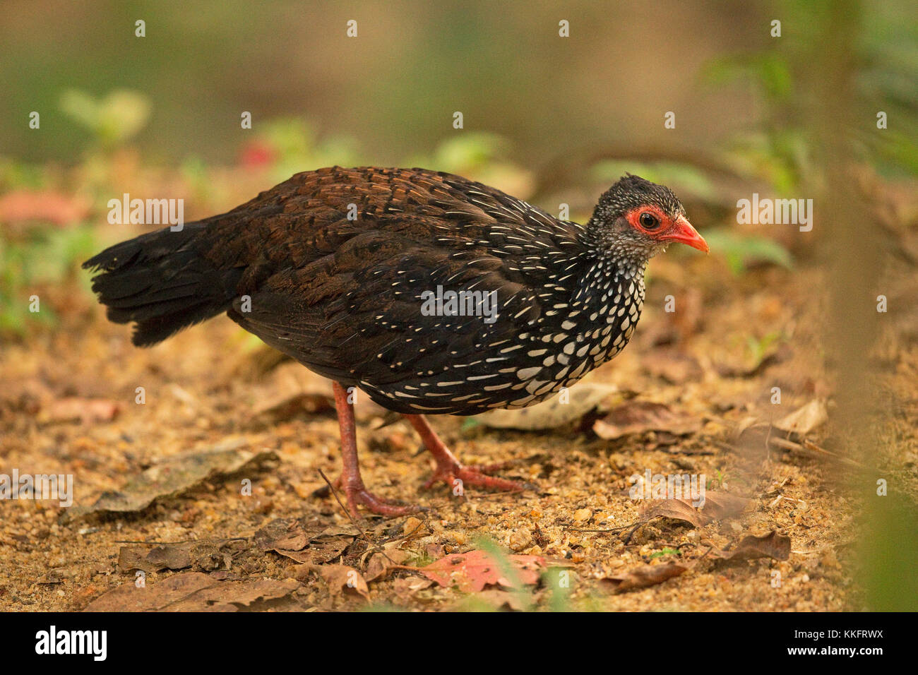 Sri Lanka Spurfowl (Galloperdix bicalcarata) Stock Photo