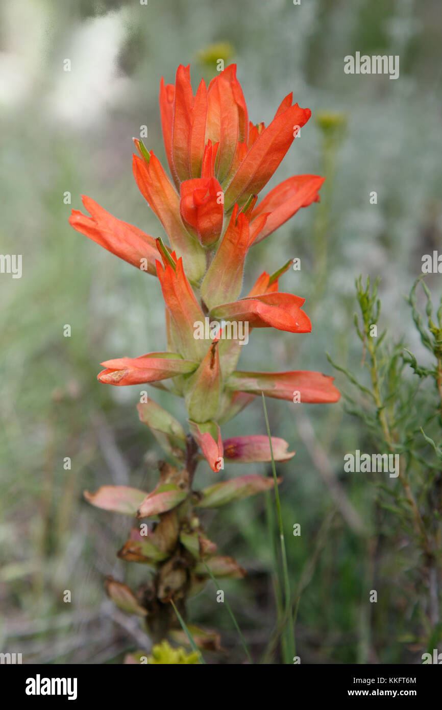 Wholeleaf Indian Paintbrush (Castilleja integra) in Colorado Stock