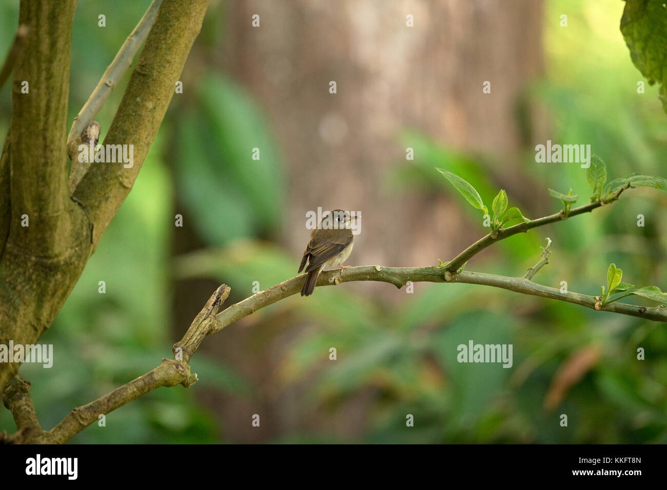 Brown-breasted Flycatcher (Muscicapa muttui Stock Photo - Alamy