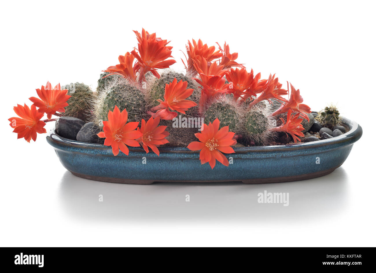 Blooming cactus houseplant isolated on white background. Cactus in flowers in a pot. Composition of succulents. Stock Photo