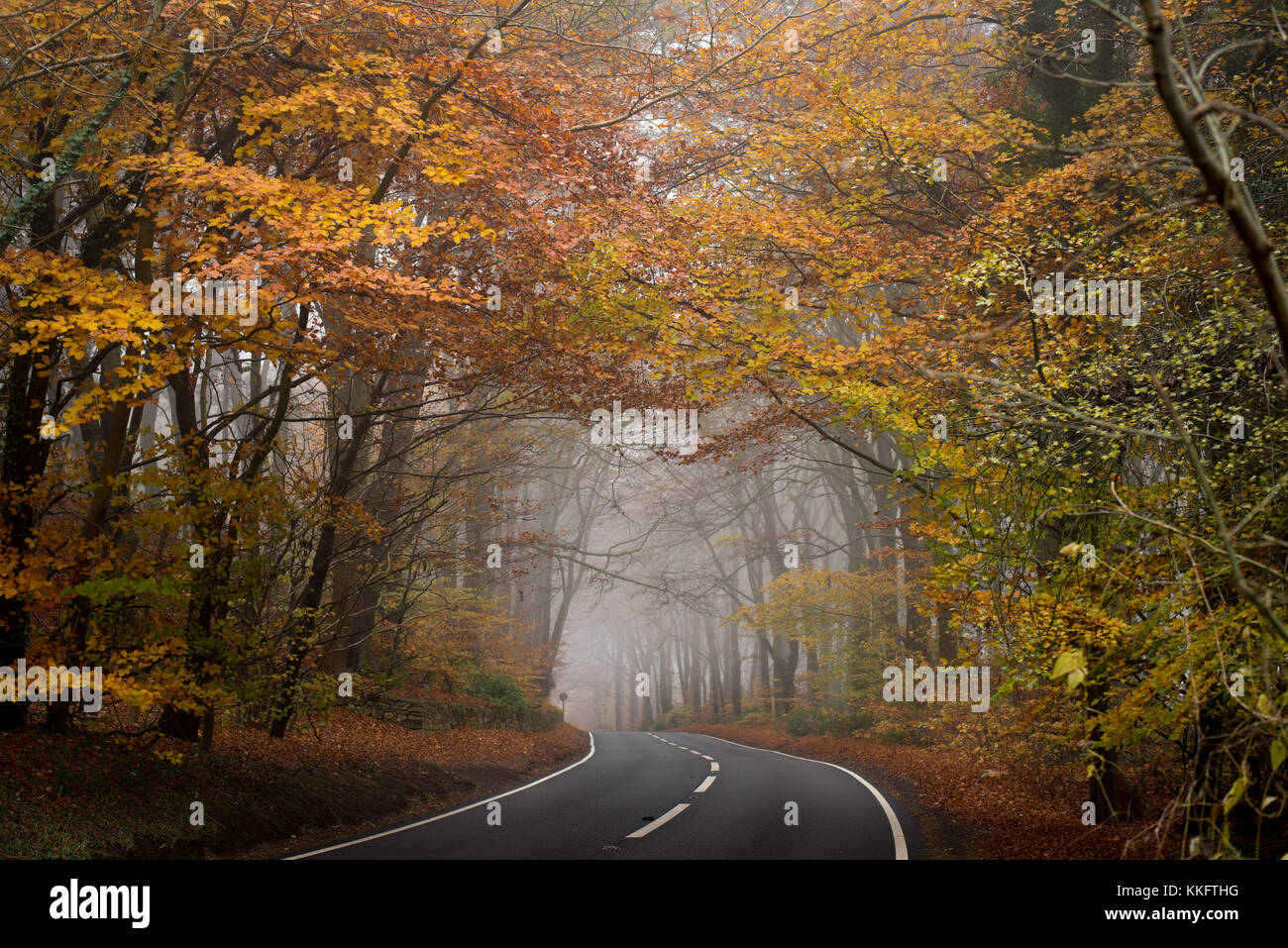 autumn trees in fog Stock Photo - Alamy