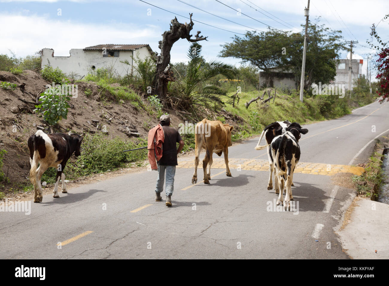 Ecuador farming - a farmer herding cattle along a road, Tumbabiro village, Otavalo, Ecuador, South America Stock Photo