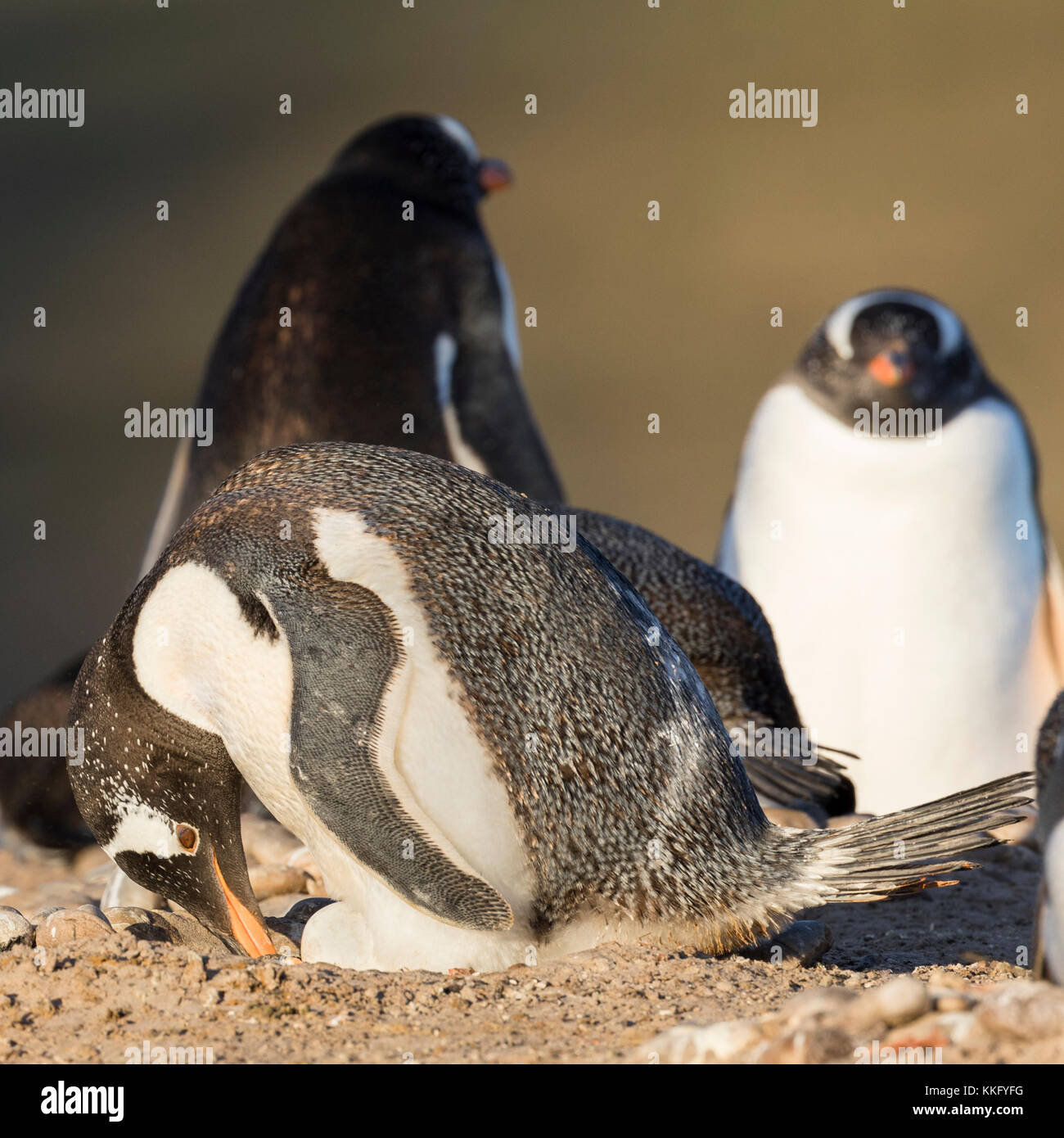 Gentoo penguin checks its egg in the penguin colony on Saunders Island in the Falkland Islands Stock Photo