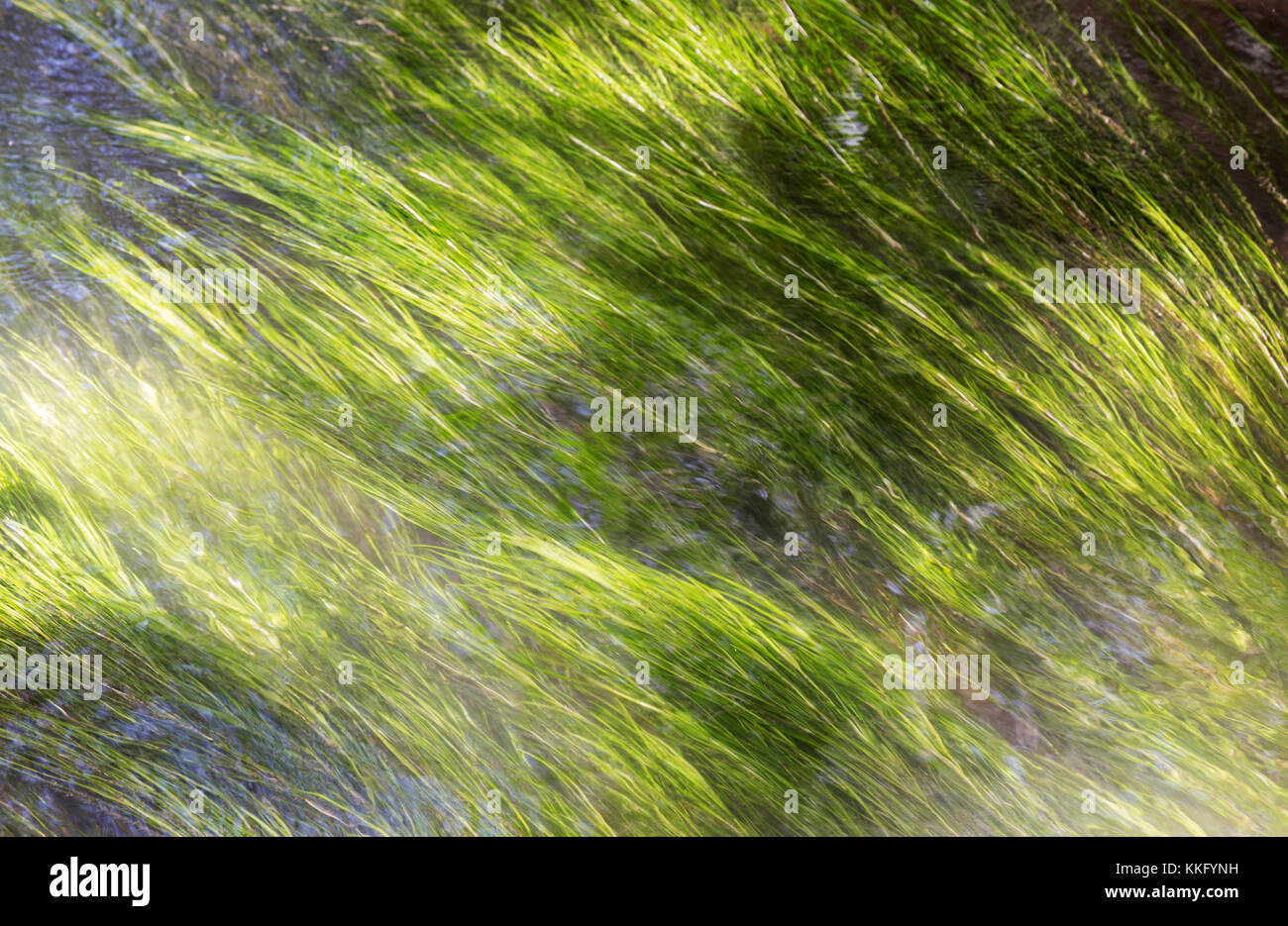 Pond weed in a fast flowing stream - useful for abstract or green background, Stock Photo